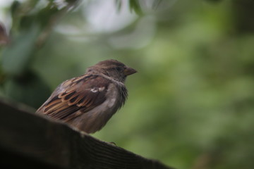 female sparrow sitting on a wall
