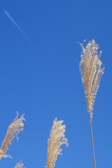 ススキ/Susuki/silvergrass