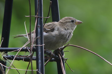 female sparrow sitting on a black plant support