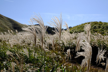 ススキ/Susuki/silvergrass