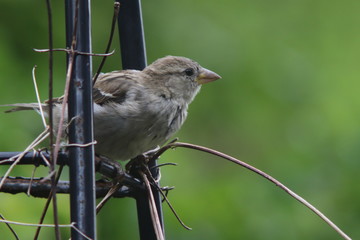 female sparrow sitting on a black plant support