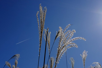 ススキ/Susuki/silvergrass