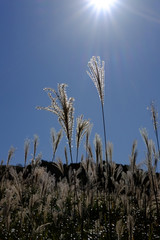 ススキ/Susuki/silvergrass