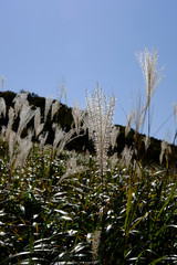 ススキ/Susuki/silvergrass