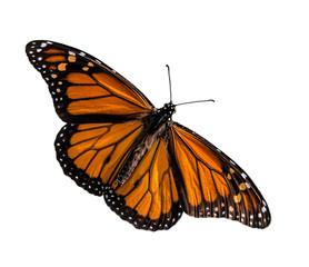 Fototapeta na wymiar Male Monarch butterfly (Danaus plexippus) wings open isolated on white background