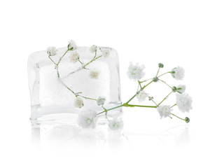 Frozen flowers in ice on white background