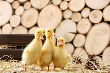 Cute ducklings with straw on table