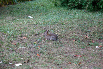 Rabbit on the grass in park