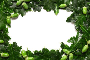 Frame made of green oak leaves on white background