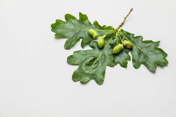 Green oak leaves on white background