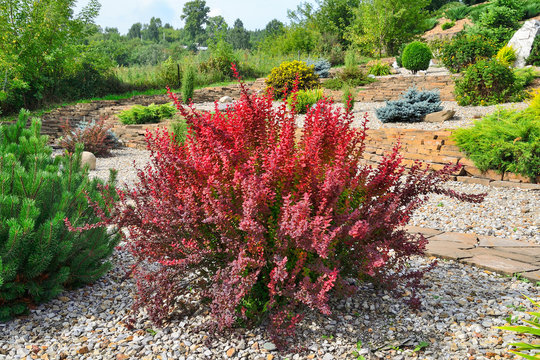 Cultivar Thunbergs barberry (Berberis thunbergii "Red Rocket") in rocky garden