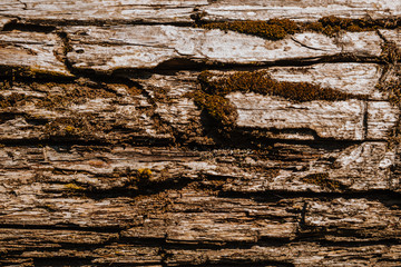 Close up texture of tree bark. Pattern of natural tree bark background. Rough surface of trunk. Moss and lichen on natural wood.