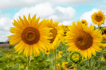 Sunflowers in country side on cloudy sky.