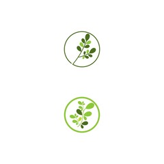 Moringa leaf Logo Template vector