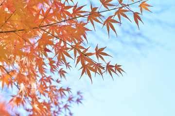 モミジの紅葉　青空
