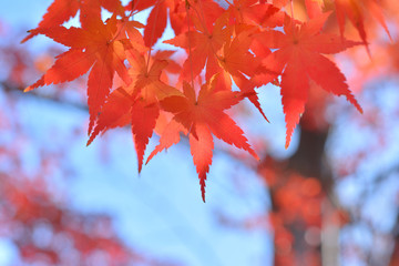モミジの紅葉　青空

