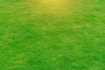 Green grass background texture. The element of design Top-down grass garden Ideal concept used for...
