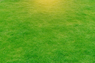 Green grass background texture. The element of design Top-down grass garden Ideal concept used for making green flooring lawn for training football pitch Grass Golf Courses green lawn pattern textured