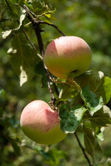 
unripe apples on a branch with leaves