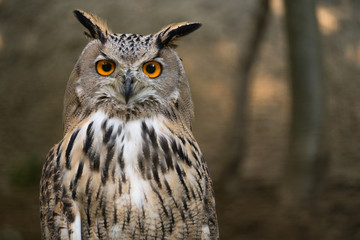Bubo Bubo owl portrait in nature