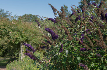 Summer Flowering Dark Purple Butterfly Bush (Buddleja davidii 'Black Knight') Growing in a Herbaceous Border in a Country Cottage Garden in Rural Devon, England, UK