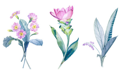 Flowers watercolor illustration.Manual composition.Big Set watercolor elements.