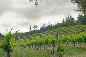 Naklejka premium The wine industry dominating the hills of Sonoma County near Healdsburg, Ca