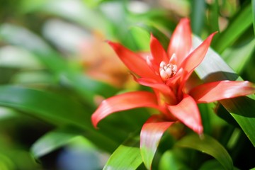 Selective focus of beautiful red bromeliad blooming flower plant.
