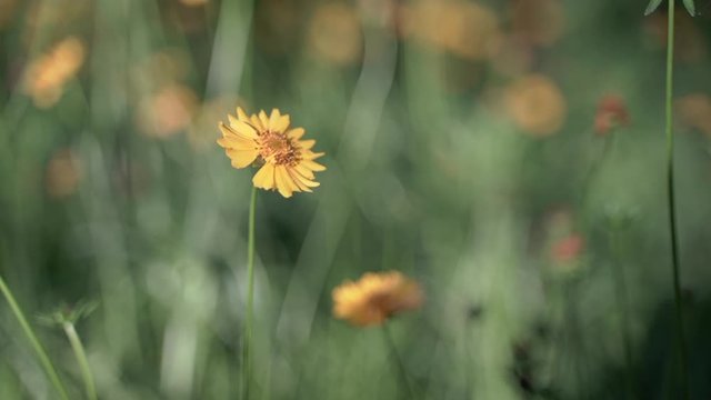 Beautiful yellow flower in green grass garden