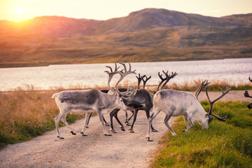 Reindeer grazing near the lake in Lapland during sunset