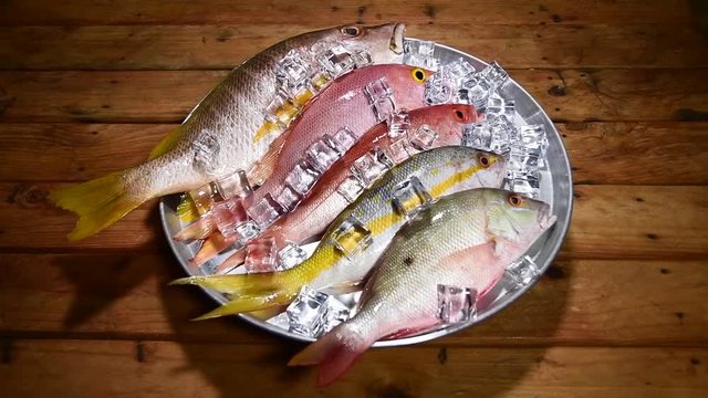 Five Fresh snappers fish food close up overhead turning round tray with ice, with wooden background. SLOW MOTION