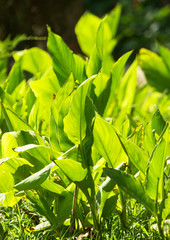 green leaves in sunlight as background