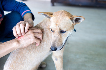 Concept of SFTS virus,close up,hand of asian people was scratching her arms and itching while being...