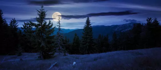 Fotobehang spruce forest on the hillside meadow at night. colorful grass in autumn. hills rolling in to the distance in full moon light. cloudy day © Pellinni