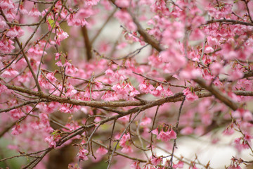 Obraz premium Pink Sakura (Cherry blossom)