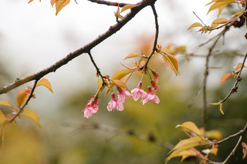 Pink Sakura (Cherry blossom)