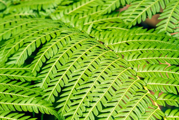 Macro view of natural pattern green fern leaves in flower garden