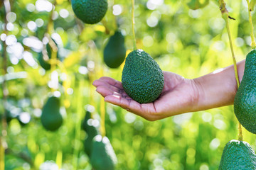 Hand holding harvesting fresh organic avocado in garden.  Farmer Picking fresh avocado.