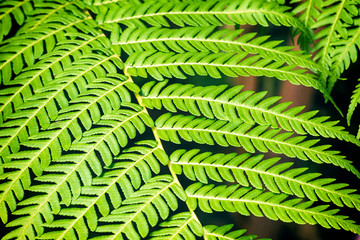 Macro view of natural pattern green fern leaves in flower garden