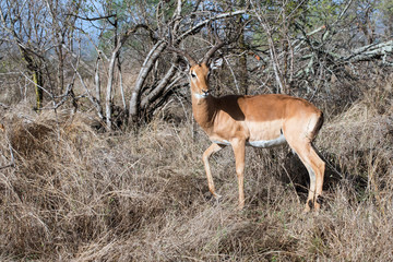 Impala im Krüger-Nationalpark in Südafrika.Die Impala ist eine der häufigsten und anmutigsten...