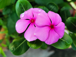 pink flower