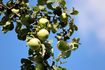 Green apples growing on a tree in a summer garden on blue sky background. Ripening fruits hanging on branch with leaves