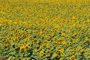 Field of sunflowers