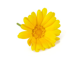 calendula flowers isolated on white background