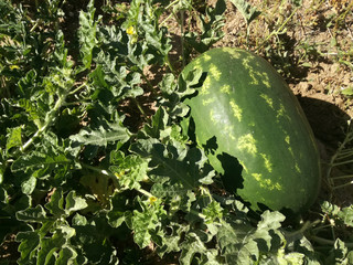 Obraz premium Plantation of variety of grated watermelon fruit, growing in the Spanish summer. Cultivation of the center of the Iberian Peninsula. Refreshing and sweet food. Agricultural industry EU.