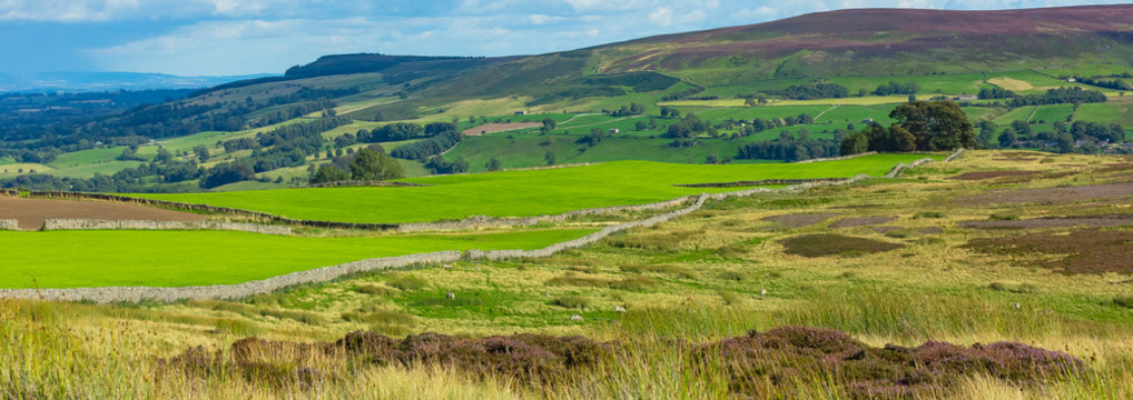 Carlton in Coverdale, Yorkshire Dales.  A panoramic view from Melmerby Grouse Moor in August with rolling green fields, heather clad moorland and drystone walling.
