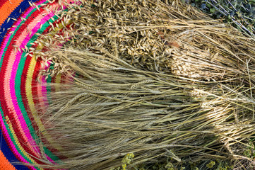 Stalks of grain plants on a colored carpet