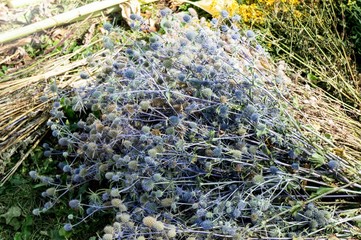 Medicinal herbs in the sunlight