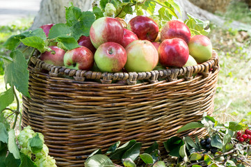 Freshly picked apples in a basket in the bright summer sun