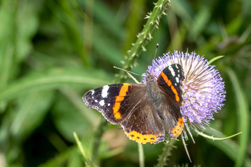 Butterfly sits on a thistle blossom against a blurred green background